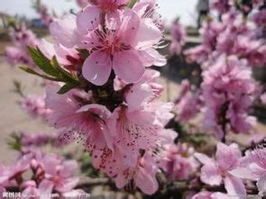 犯桃花是什麼意思|犯桃花是什么意思 是好还是坏